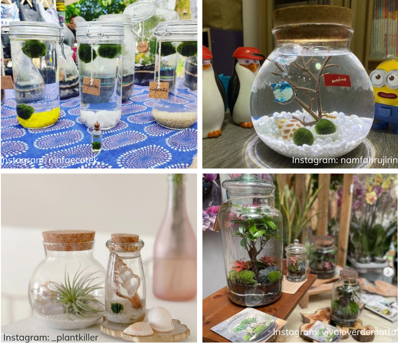 một số gợi ý cách trang trí với marimo một số gợi ý cách trang trí với marimo
